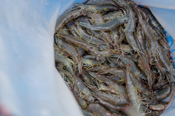 Fisherman Harvesting Vannamei Shrimp with a Net