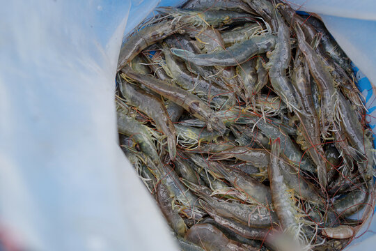 Fisherman Harvesting Vannamei Shrimp with a Net