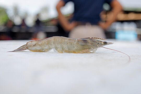 Fresh, raw Pacific white shrimp (Litopenaeus vannamei) in hand at an aquaculture farm.