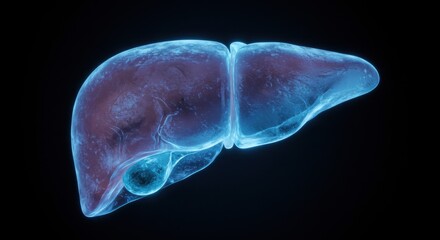 Glowing Human Liver - Anatomical Illustration on Black Background.