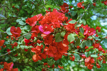 Red Bougainvillea flowers. Ornamental plant with flower-like leaves on sunny spring day in park