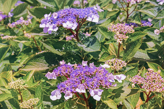 Flowers of  hydrangea in garden on sunny summer day. Hydrangea aspera