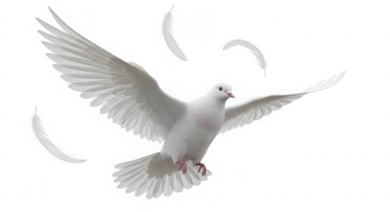 A majestic white dove with outstretched wings in flight surrounded by falling feathers isolated on transparent background