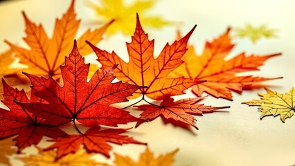 Fototapeta premium Natural close-up of red and yellow maple leaves