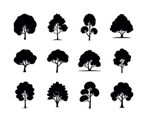 Detailed american elm tree illustration in vector format