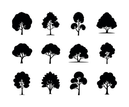 Detailed american elm tree illustration in vector format