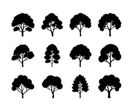 Detailed illustration of an american elm tree