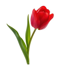 Fototapeta premium Vibrant red tulip bloom against a simple isolated background full view transparent background