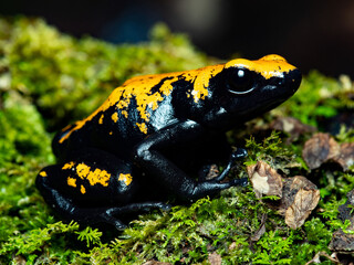 Dart poison frog, Adelphobates galactonotus