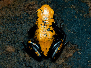 Dart poison frog, Adelphobates galactonotus