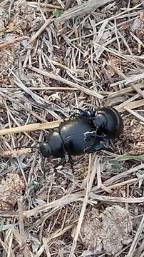 Accouplement de scarab&eacute;e crache-sang dans la nature pendant l'automne