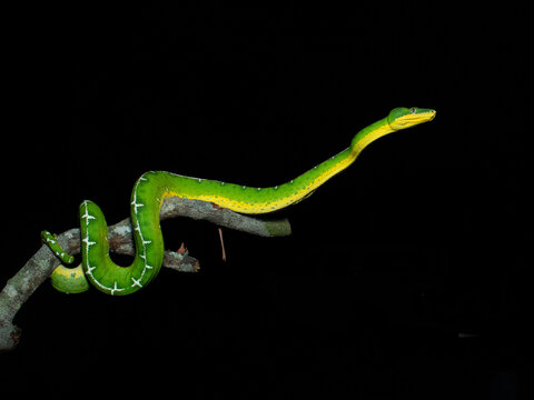 Emerald Tree Boa, Crorallus batesii