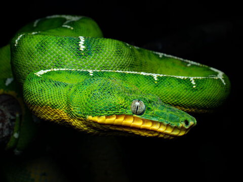 Emerald Tree Boa, Crorallus batesii