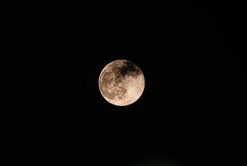 Obraz premium The November full moon, known as the Beaver Moon, is the largest and brightest supermoon of the year, seen rising through the clouds and tree branches of a forest in Tehatta, West Bengal, India