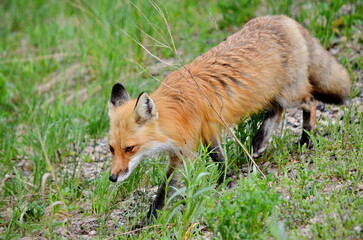 Red fox in a grassy area in Algonquin Park, Ontario, Canada