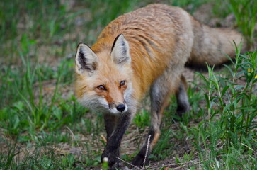 Fototapeta premium Red fox in a grassy area in Algonquin Park, Ontario, Canada