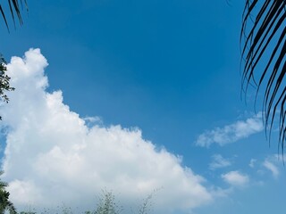 Vibrant Blue Sky with Large White Cumulus Cloud Framed by Dark Palm Fronds Silhouette