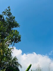 Blue sky, nature, tropical trees, green canopy, lush foliage, bright day, white clouds, summer, clear sky, natural background, outdoor, vertical image, sunny weather, peaceful, serene, environment, cl