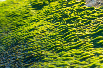 Green Sea Algae Growing on the Side of a Rock