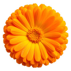 Close-up of a vibrant orange flower with layered petals and a yellow central disc