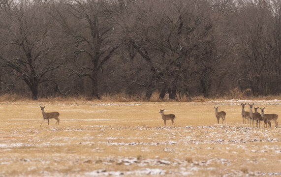 herd of female deer or doe standing in a field on a dreary snowy fall day 