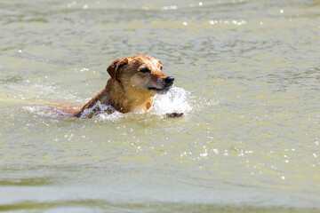 Ginger colored dog swimming fast in water.