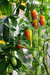 Red and Green Grape Tomatoes Ripening on Vine