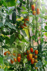 A branch of abundantly ripening plum tomatoes in a home greenhouse. Natural ripening of tomatoes on the plant