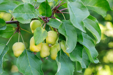 A bunch of small, unripe, wild apples against a background of green foliage. Horizontal photo.