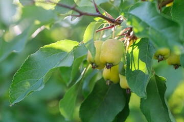 Wild unripe micro apples against a background of green foliage, sunlight