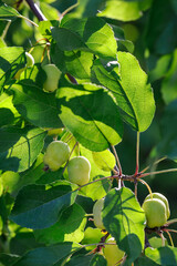 A bunch of small, unripe, wild apples against a backdrop of green, sunlit foliage. Vertical photo