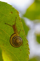 Snail slowly moving on a green leaf.