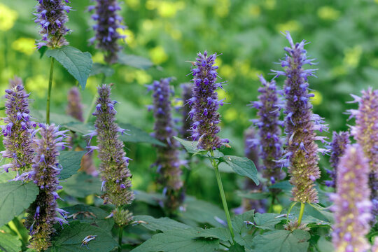 Close up flowering anise hyssop (Agastache foeniculum), family Lamiaceae. Lithuanian garden, lawn in the background