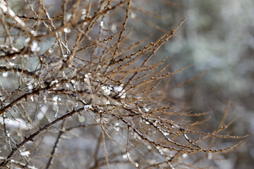 Dry brown bush branches with water droplets from melting snow, on a blurred gray early spring background.