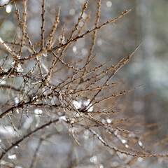 Close-up of a brown branch of a dense bush, covered in snow and water droplets. Square photo