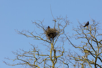 Two black crows and their nest on dry tree branches at the top of a tree