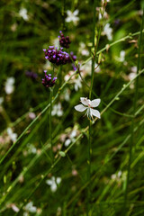 Close up of small white flower and violet blossoms surrounded by soft green grass background