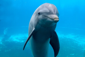 Großer Tümmler (Tursiops truncatus) unter Wasser