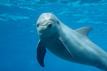 Großer Tümmler (Tursiops truncatus) unter Wasser