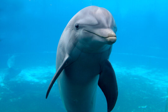 Gro&szlig;er T&uuml;mmler (Tursiops truncatus) unter Wasser