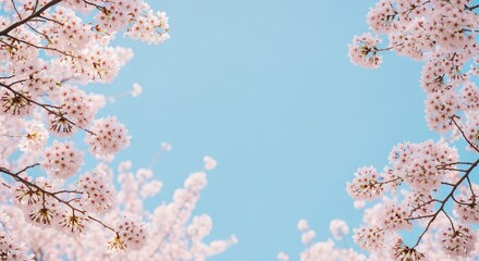Cherry Blossom Branches Framing Blue Sky &ndash; Springtime Floral Scene
