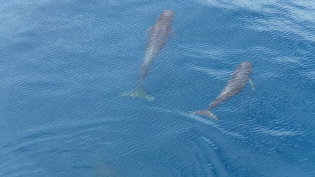 A pair of Short-finned pilot whales, Globicephala macrorhynchus, swims in the Banda Sea, Indonesia. These highly social cetaceans can live over 40 years and can be found worldwide.