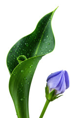 Obraz premium Extreme macro of an unfurling dark emerald tropical leaf with dew, intricate veins, and a light purple-blue flower, studio light on transparent background. Serene botanical study
