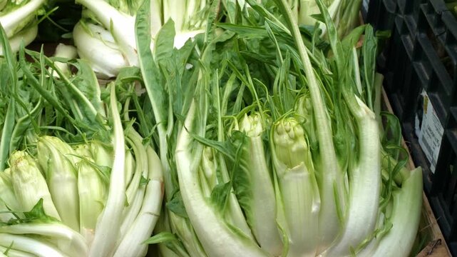 Fresh puntarelle at the market