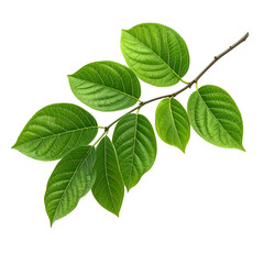 A branch with vibrant green leaves against a stark black background