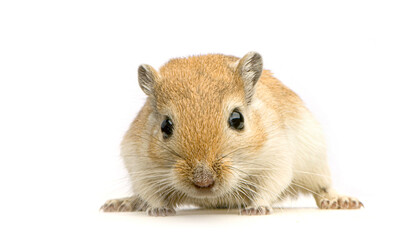 Gerbil pet animal looking forward on white background