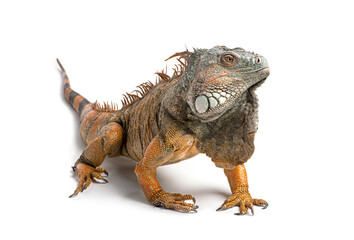 Obraz premium Iguana standing on white background looking away