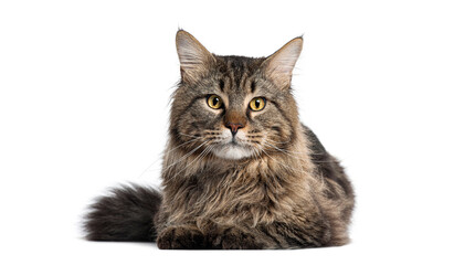 Maine coon cat lying down looking at camera