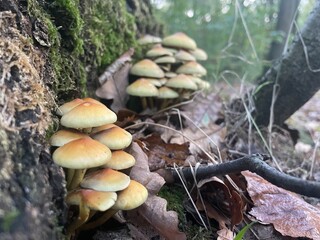 Groupe de champignons en foret