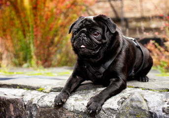 Black pug dog lies on a stone against a background of blurred bushes with flowers. The dog has a harness. Autumn. City. Training. Horizontal and blurred photo